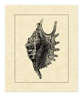 Vintage Shell III Fine Art Print