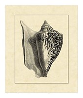 Vintage Shell IV Fine Art Print