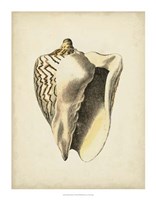 Sealife Collection I Fine Art Print