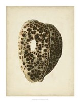 Sealife Collection III Fine Art Print