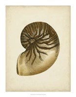 Sealife Collection V Fine Art Print