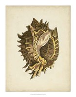 Sealife Collection VI Fine Art Print