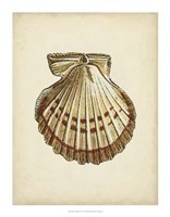 Sealife Collection VII Fine Art Print