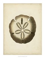 Sealife Collection IX Fine Art Print