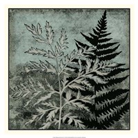 Illuminated Ferns IV Fine Art Print