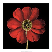 Dramatic Blooms I Fine Art Print