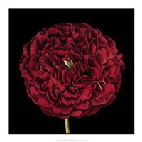 Dramatic Blooms III Fine Art Print