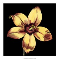 Dramatic Blooms IV Fine Art Print