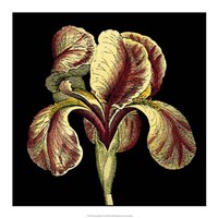 Dramatic Blooms VI Fine Art Print