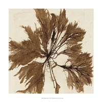 Brilliant Seaweed VI Fine Art Print