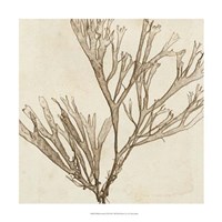 Brilliant Seaweed VII Fine Art Print