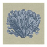 Chambray Coral III Fine Art Print