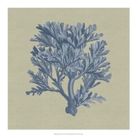 Chambray Coral IV Fine Art Print