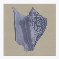 Chambray Shells I Fine Art Print