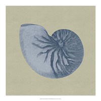 Chambray Shells II Fine Art Print