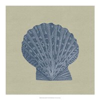 Chambray Shells IV Fine Art Print
