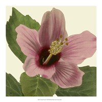 Tropical Vision II Fine Art Print