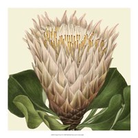 Tropical Vision VI Fine Art Print