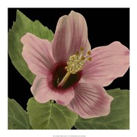 Dramatic Tropical Vision II Fine Art Print