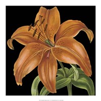 Dramatic Tropical Vision IV Fine Art Print