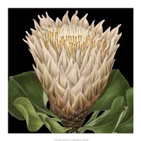 Dramatic Tropical Vision VI Fine Art Print