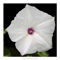 Summer Evening II Fine Art Print