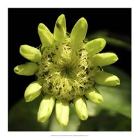 Summer Evening IV Fine Art Print