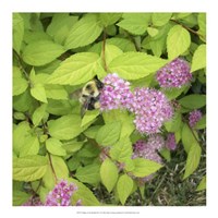 Flight of the Bumble Bee II Fine Art Print