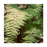 Shady Grove II Fine Art Print