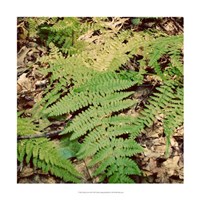 Shady Grove III Fine Art Print