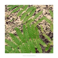 Shady Grove V Fine Art Print