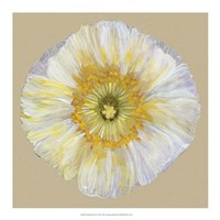 Poppy Blossom II Fine Art Print