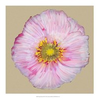 Poppy Blossom III by Alicia Ludwig - 18" x 18"