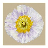 Poppy Blossom IV Fine Art Print