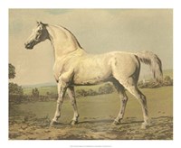 Cassell's Thoroughbred II Fine Art Print