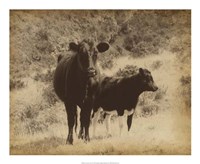 Lone Star Cows I Fine Art Print