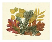 White Oak, Balsam Fir & Yellow Birch Fine Art Print