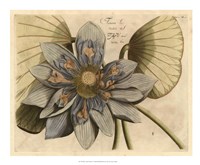 Blue Lotus Flower I Fine Art Print
