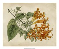 Tropical Beauty III Fine Art Print