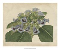 Tropical Beauty IV Fine Art Print