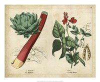 Kitchen Vegetables & Roots II Fine Art Print