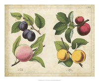 Kitchen Fruits I Framed Print