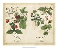 Kitchen Fruits II Framed Print
