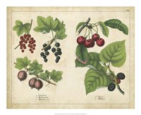 Kitchen Fruits III Framed Print