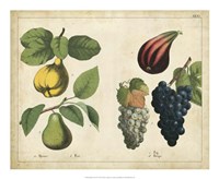 Kitchen Fruits IV Framed Print