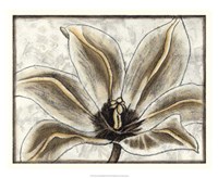 Fresco Flowerhead III Fine Art Print