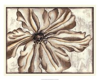 Fresco Flowerhead VI Fine Art Print