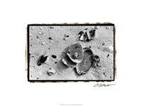 Sand Treasures III Fine Art Print