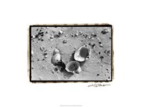 Sand Treasures IV Fine Art Print