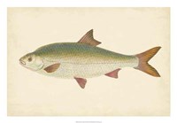 Antique Fish II Fine Art Print